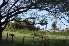 Countryside - Ocho Rios